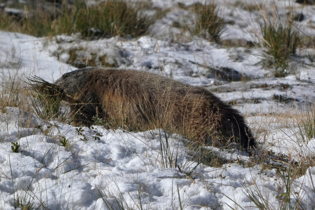 murmeldyr samler hø til sit vinterhi