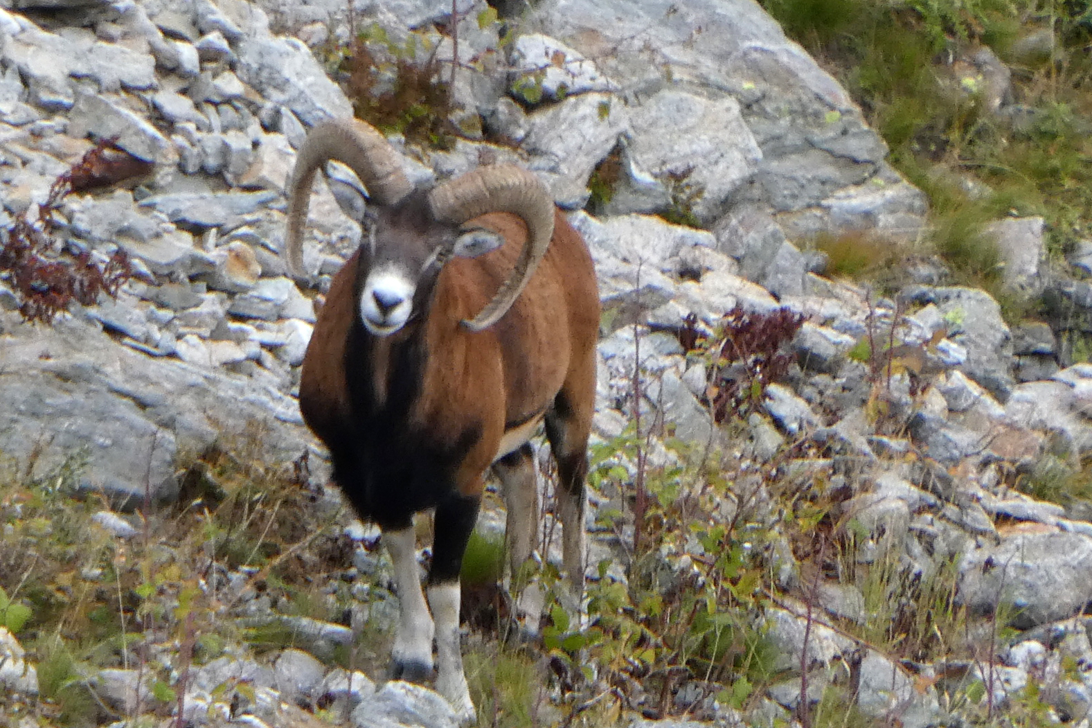 Mouflonnen er også en del af dyrelivet i Mercantour