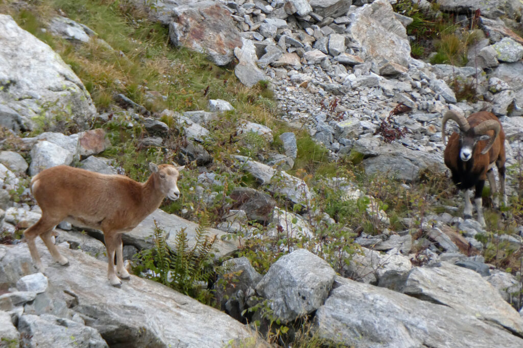 Mouflon kaldes vildfår på dansk