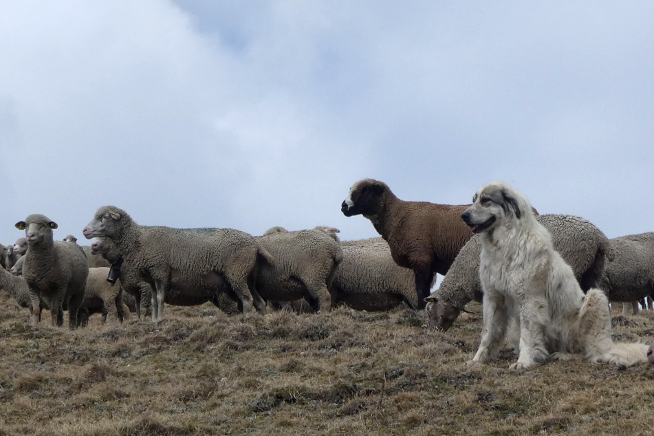 hunderacen Patou beskytter fårene for ulveangreb