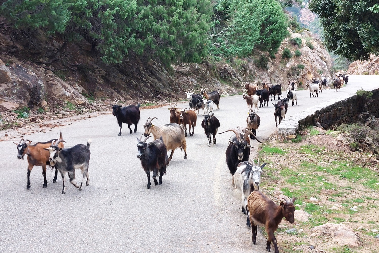 Vilde geder på en vej på Korsika