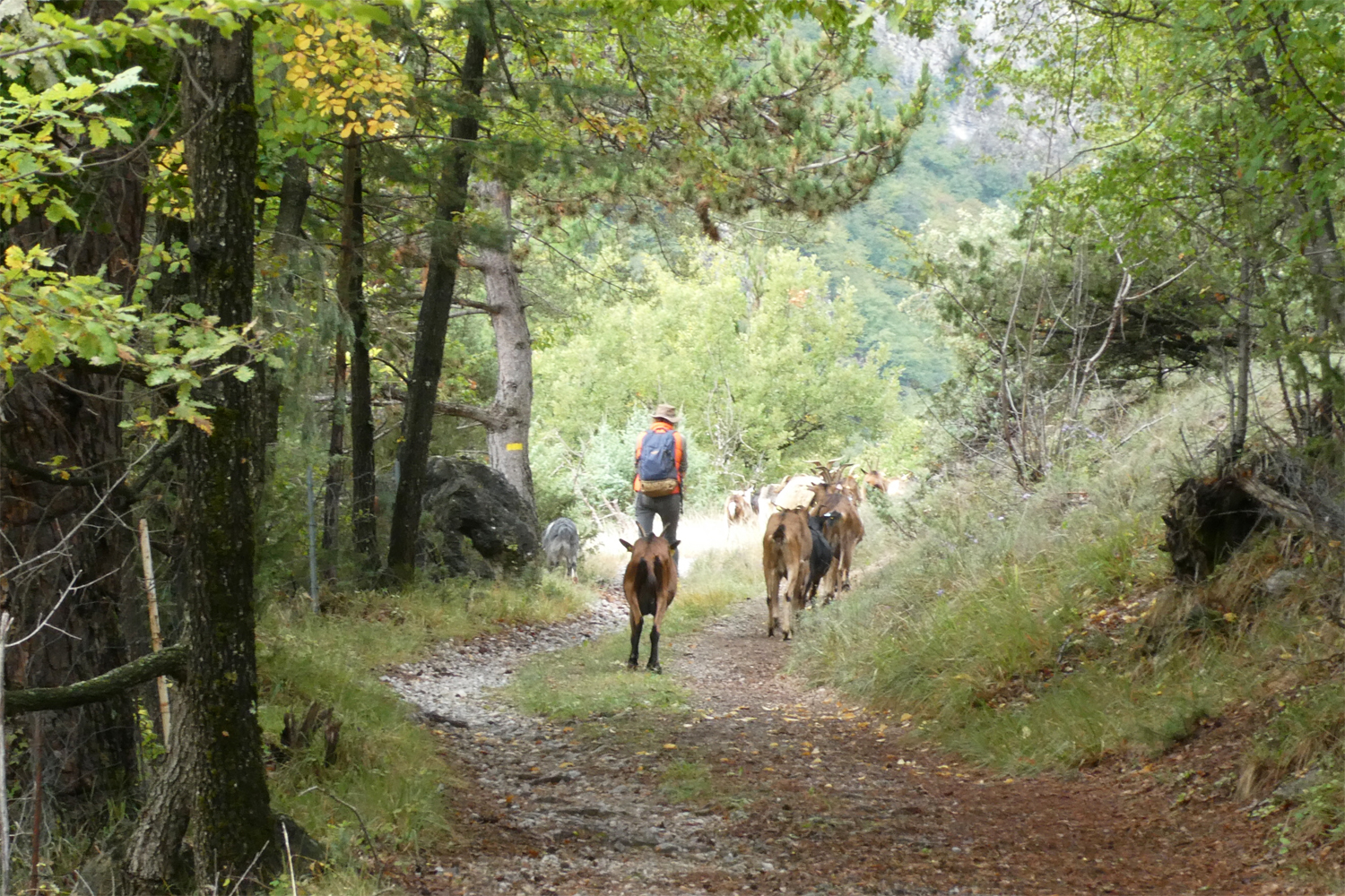Hyrde med geder ved Roquebillière