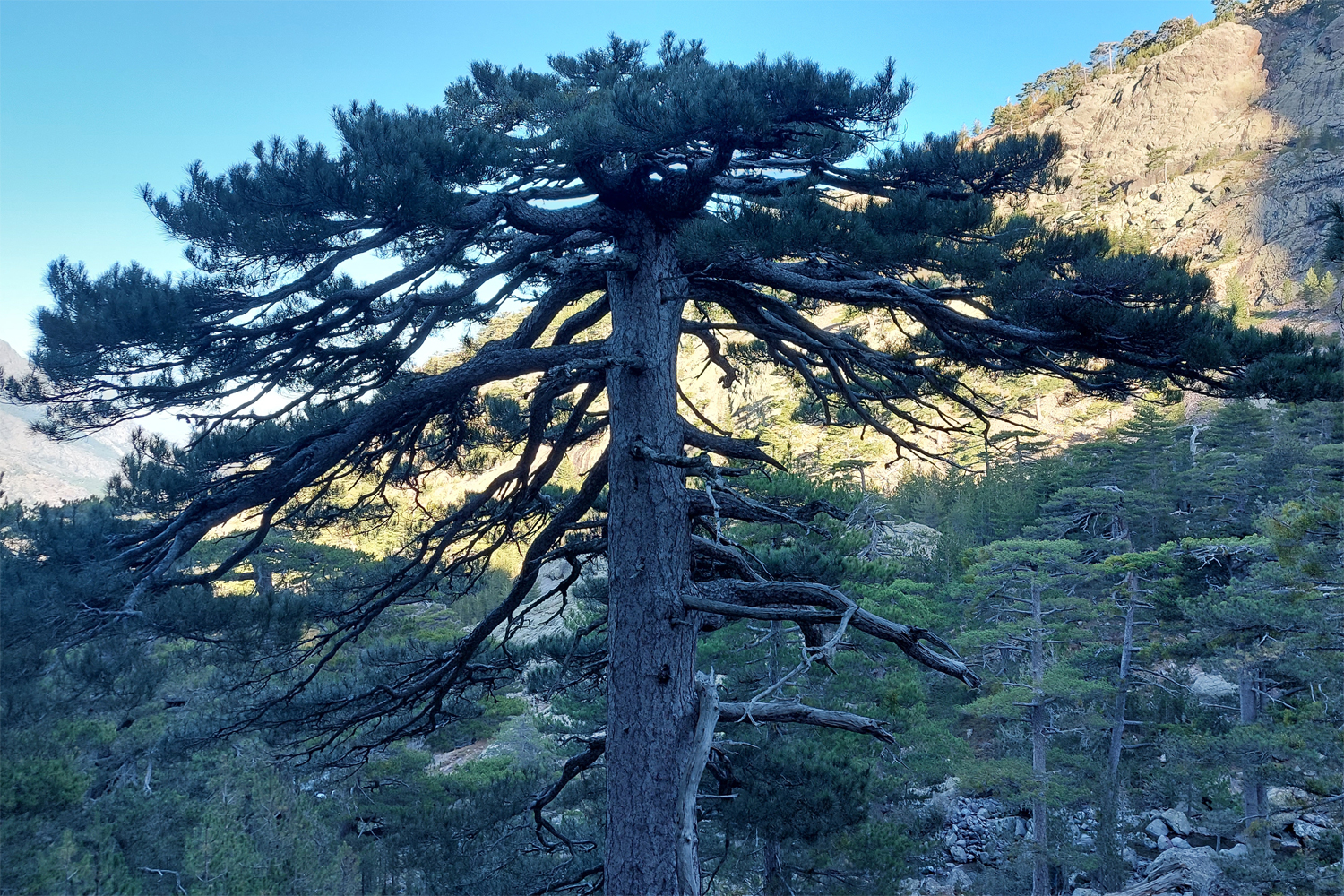 Fyrretræ på Korsika