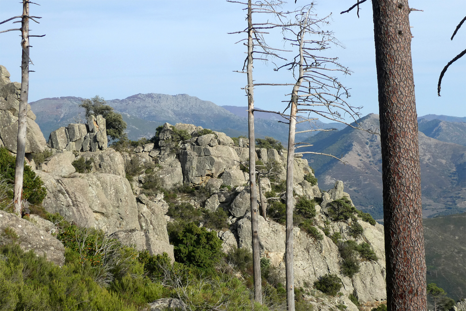 klipper og fyrretræer på Korsika
