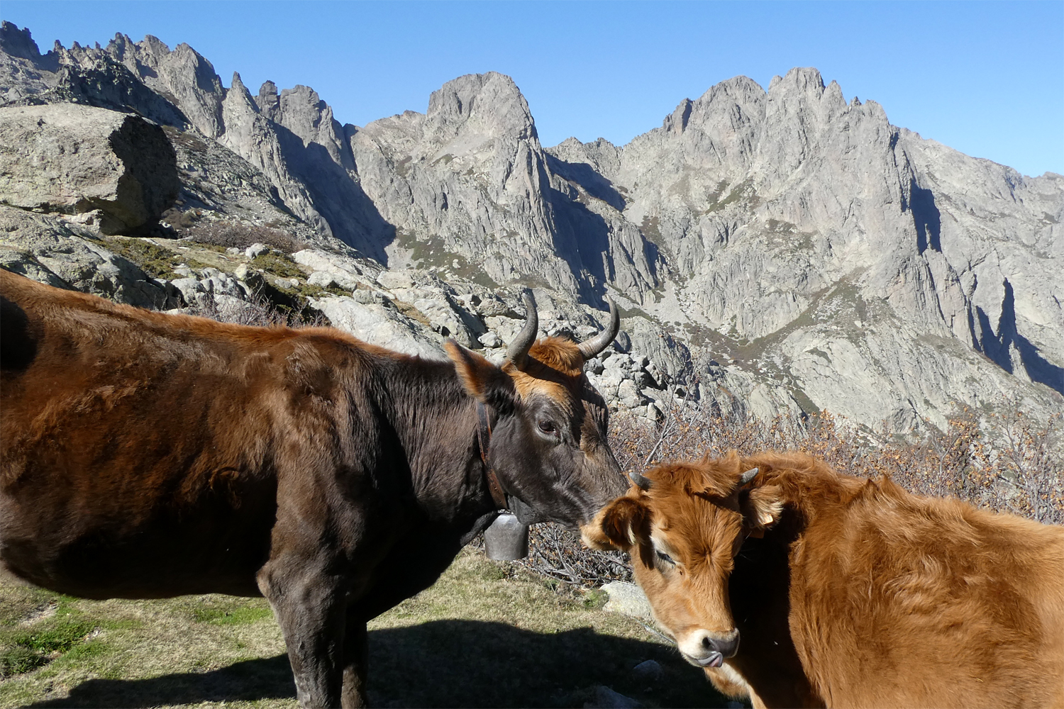 Køer på græs i Restonica dalen