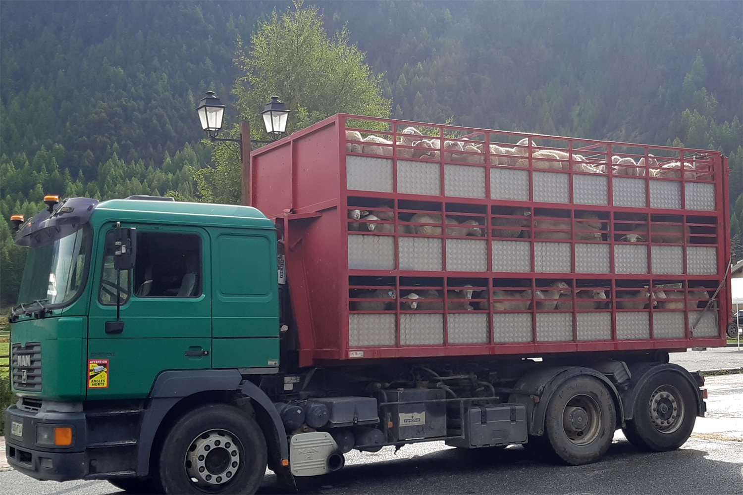 Lastbil med får