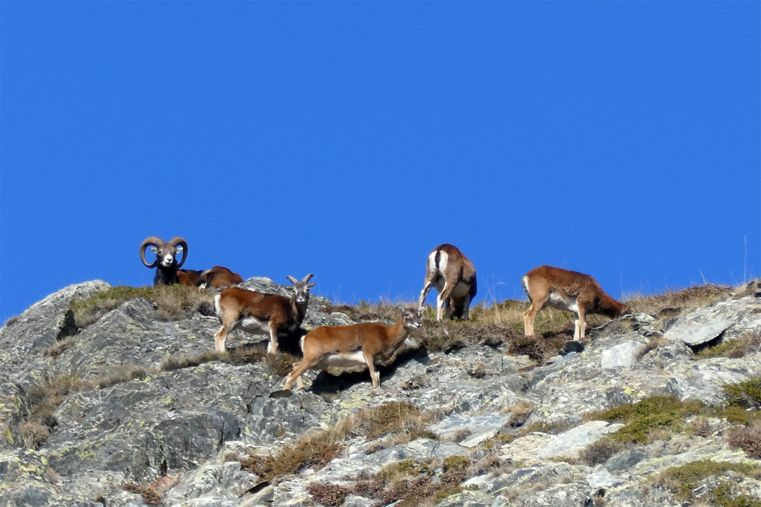 Mouflon i Pyrenæerne