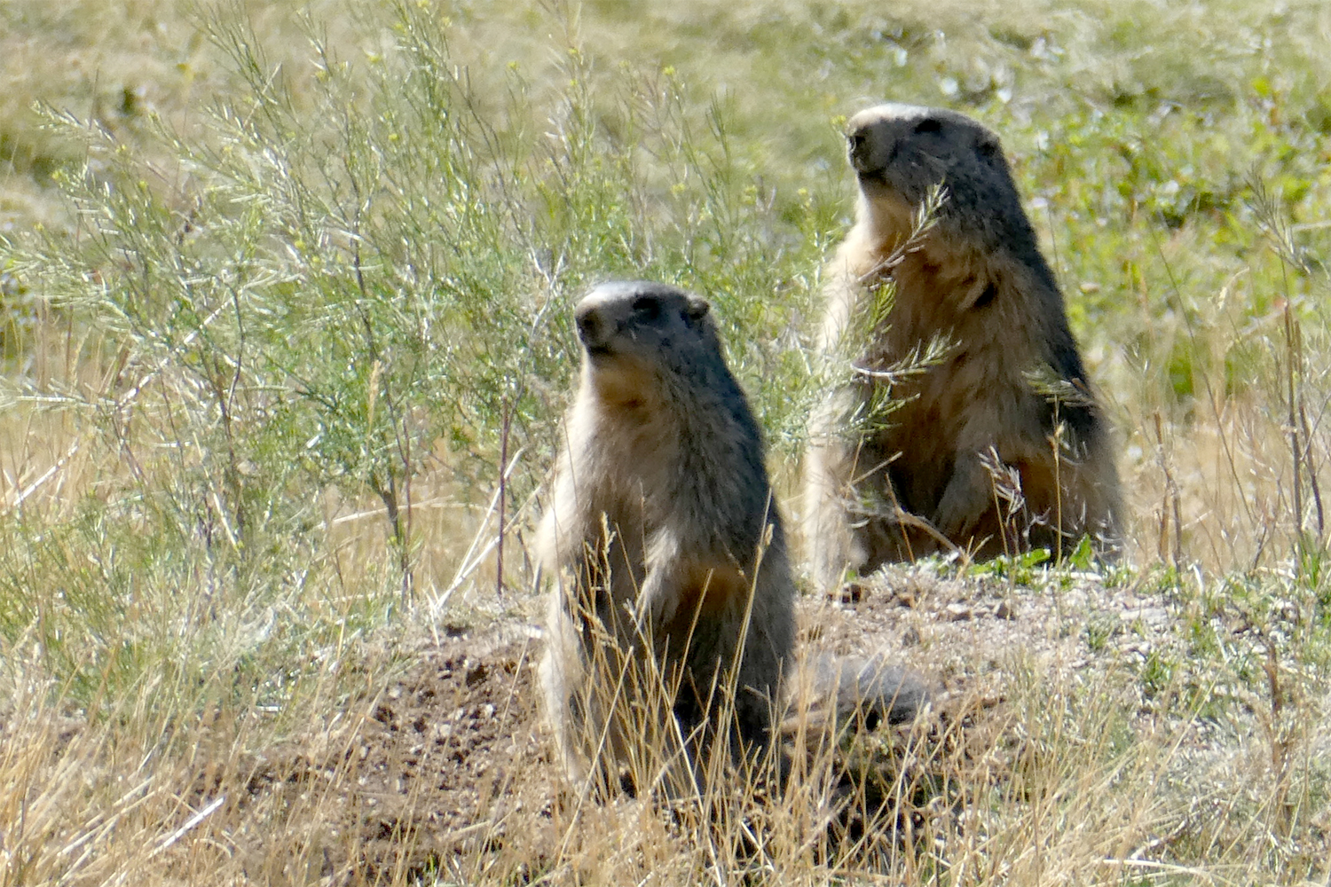 To Alpe-murmeldyr (Marmotte)